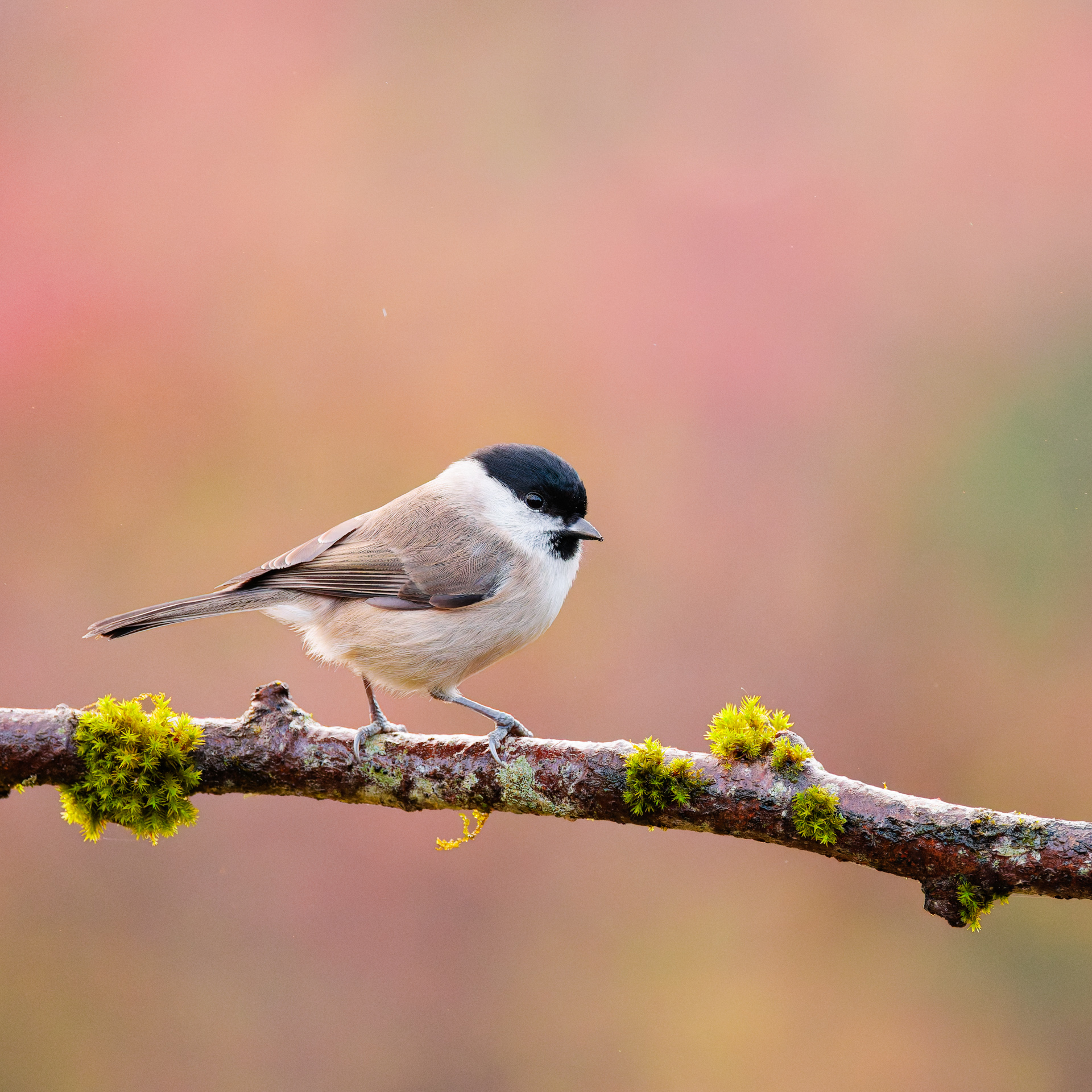 Mésange nonnette sur branche avec mousses photographiée sur le territoire du Parc Naturel Régional Périgord-Limousin à Bussière-Galant