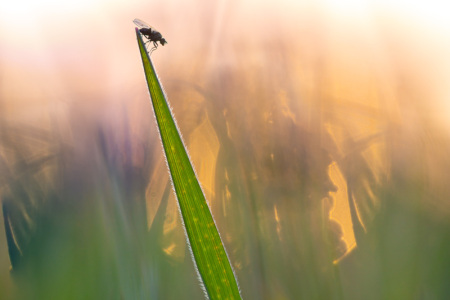 Macro