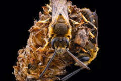 Abeilles solitaires indéterminées - Guichen