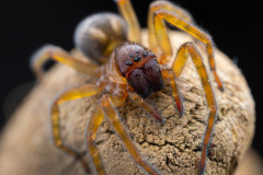 Amaurabius indéterminé - Guichen