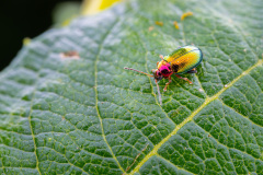 Crepidodera aurata - Guichen