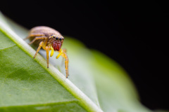 Heliophanus indéterminé - Guichen