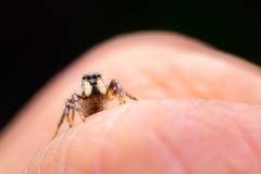 Salticus scenicus - Guichen