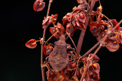 Larve de Coreus marginatus sur oseille - Guichen