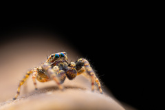 Marpissa muscosa - Guichen
