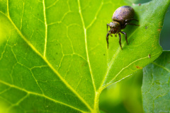 Heliophanus sp. - Guichen