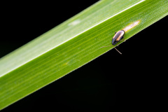 6II5336-Modifier