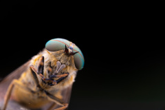 Tabanus bromius - Guichen