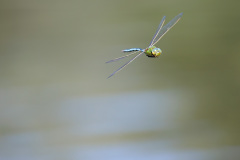 6II6001-CR3-20240719-DxO_DeepPRIME-XD2-Modifier