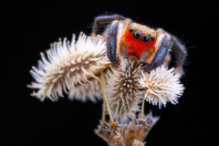 6II7092-Modifier-Modifier-Modifier-2