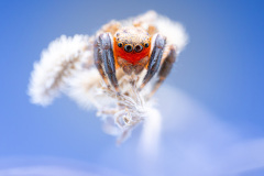6II7185-Modifier-Modifier-Modifier