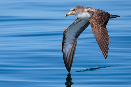 Oiseaux
