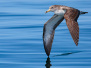 Oiseaux