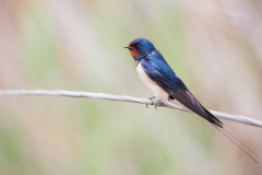 Hirondelle rustique