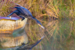 Grand cormoran
