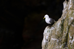 Mouette tridactyle - Cap Sizun
