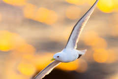 Mouette tridactyle - Cap Sizun