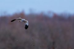 6II2281-CR3_DxO_DeepPRIMEXD-Modifier