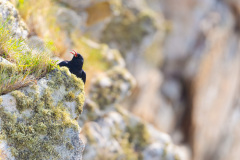 Crave à bec rouge - Cap Sizun