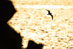 Mouette tridactyle - Cap Sizun