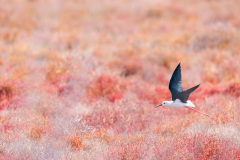 Echasse blanche