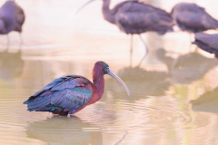 Ibis falcinelle