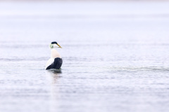 Eider à duvet