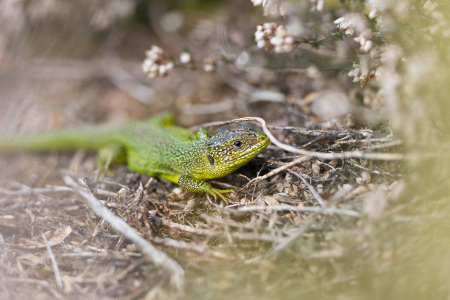 Reptiles