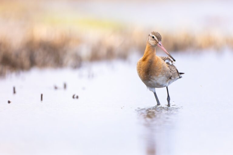 Oiseaux